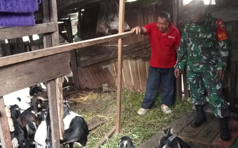 Cegah Penyebaran Wabah PMK, Berikut Sosialisasi Babinsa Teluk Binjai