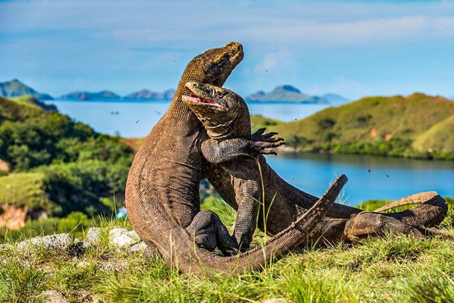 Taman Nasional Komodo Jadi Tempat Terindah Kedua di Dunia Versi Time Out