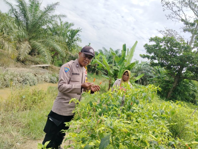 Polres Inhu Hadir untuk Swasembada Pangan, Bhabinkamtibmas Sambangi Petani Timun dan Cabe