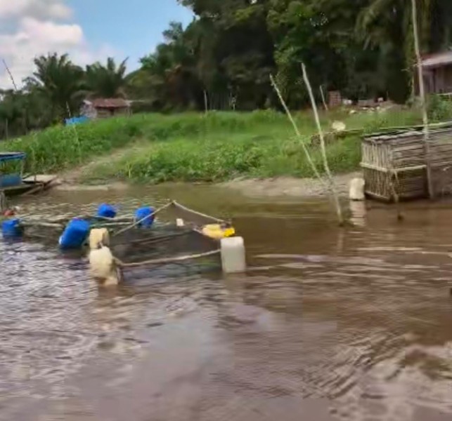 Desa Sering Dikejutkan Ikan Mati Massal, RAPP Belum Buka Suara