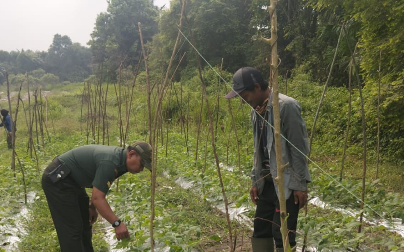 Dukung Ketahanan Pangan, Babinsa Kodim 0320/Dumai Bersinergi dengan PPL