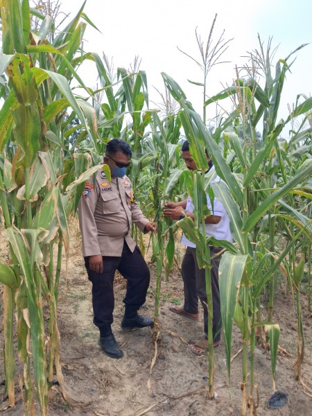 Tanaman Jagung Pipil Usia 91 Hari di Rantau Bertuah Tumbuh hingga 2,1 Meter, Masuk Tahap Pra Panen