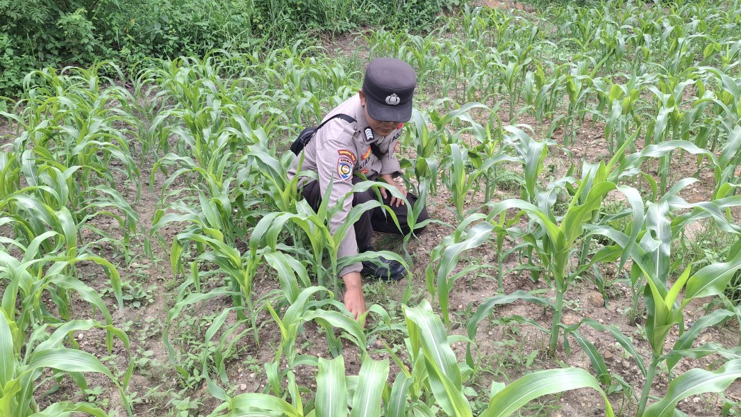Polsek Minas Cek Perkembangan Jagung Pipil Program Ketahanan Pangan di Minas, Sejumlah Tanaman Dilakukan Penanaman Ulang