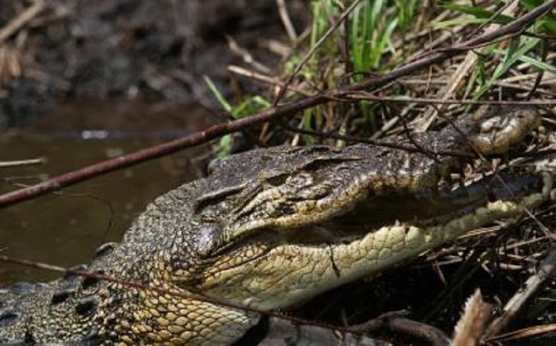 Diterkam Buaya, Nelayan Maredan Alami Luka Robek Parah