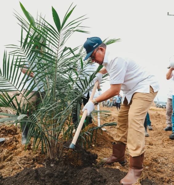 PTPN IV Regional III Rejuvenasi 949,6 Hektare Sawit di Kampar, Targetkan Produktivitas 7 Ton CPO per Hektare