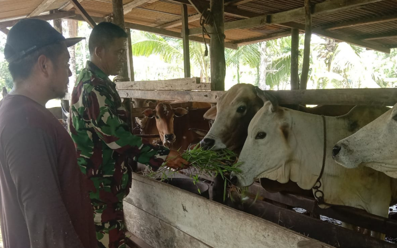 Cegah Penyakit Mulut dan Kuku, Babinsa Koramil 03 Sei Sembilan Periksa Hewan Ternak Warga