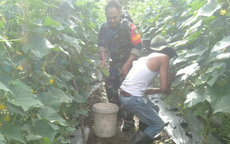 Dukung Ketahanan Pangan, Babinsa Bukit Kapur Terjun Langsung Dampingi Petani Timun