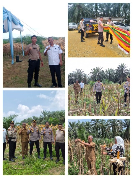 Polsek Pangkalan Kuras Matangkan Persiapan Panen Raya Jagung Kuartal III, Wujud Nyata Dukungan Ketahanan Pangan Nasional