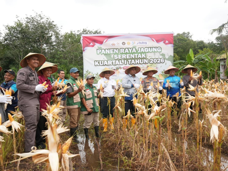 Polres dan Pemkab Siak Panen 1 Ton Jagung di Benteng Hilir