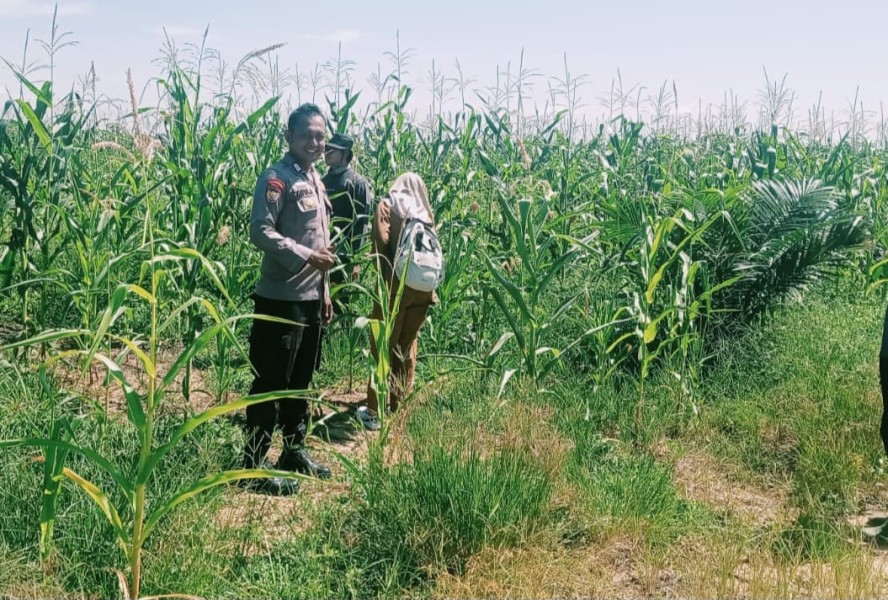 Aktif dan Rutin Pantau Perkembangan Tanaman Jagung Pipil Kuartal I PT Simas Sawit Aliantan oleh Bhabinkamtibmas polsek Bangkinang Barat
