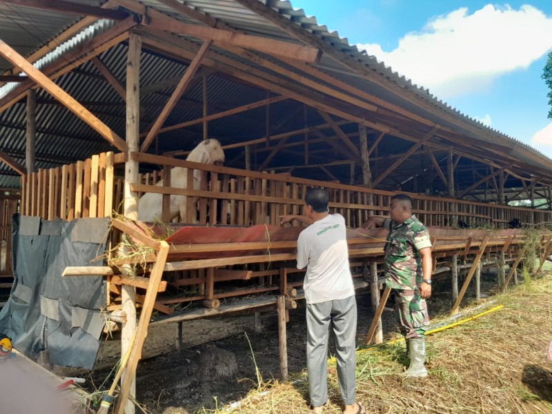 Babinsa Sertu Venus Luberto Laksanakan Surveilance PMK di Perawang Barat, Tidak Ditemukan Gejala pada Ternak Kambing