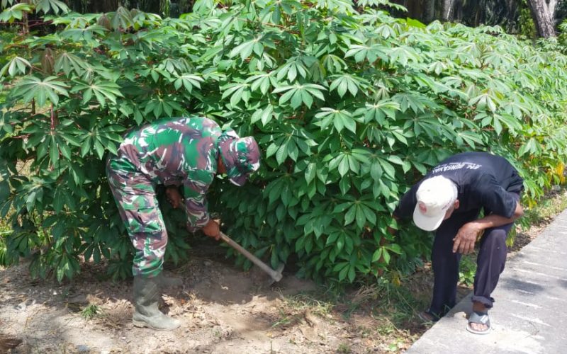 Dukung Program Pangan Nasional, Babinsa Bina Petani Ubi Kayu