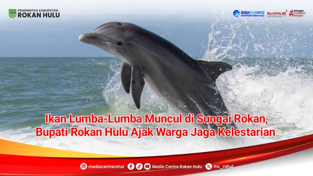 Pertanda Baik! Pesut Mahakam Muncul di Sungai Rokan, Bupati Rohul H. Anton Serukan Konservasi