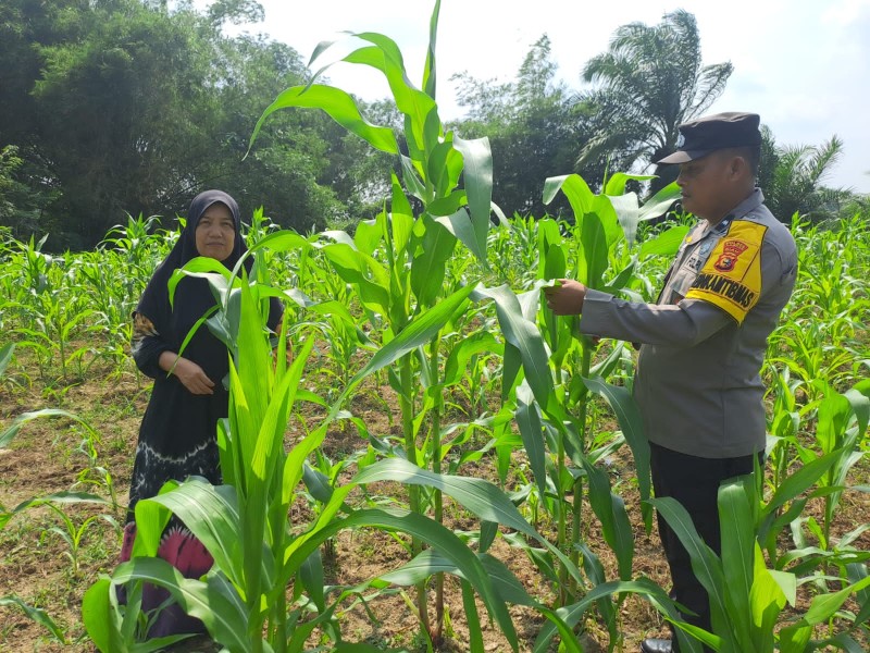 Polisi Bangkinang Barat Rutin Pantau Perkembangan Jagung Pipil di Desa Pulau Jambu
