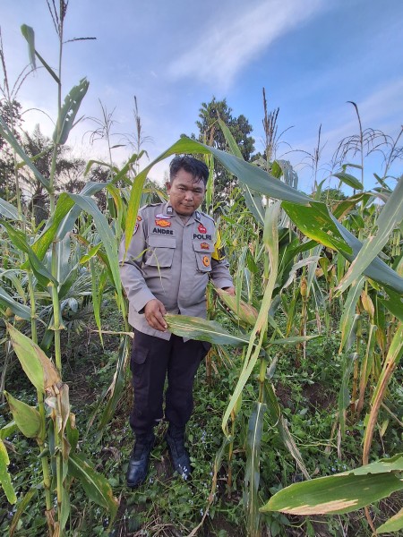 Bhabinkamtibmas Polsek Minas Cek Perkembangan Jagung Pipil Usia 101 Hari di Rantau Bertuah