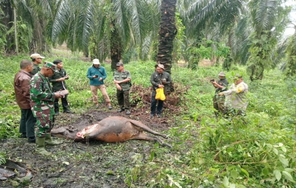 Diduga Harimau Kembali Masuk Kampung, Sapi Warga Dayun Siak Mati Mengenaskan