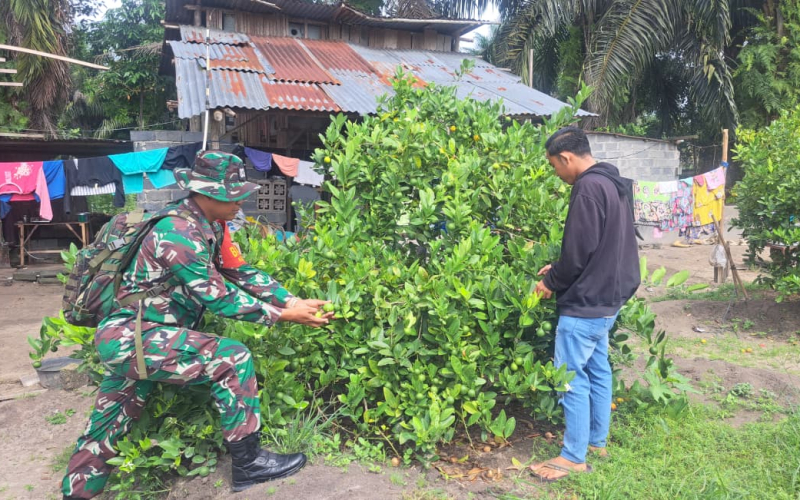 Gabungkan Ketahanan Pangan dan Lingkungan, Babinsa Bukit Datuk Tanam Jeruk Nipis di Lahan Rawan Karhutla