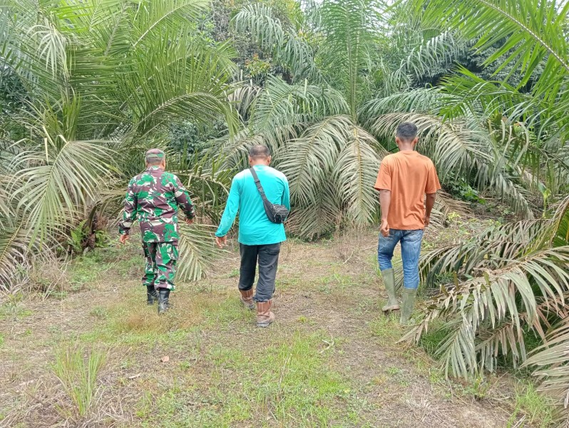 Pelda Syafri Babinsa Koramil 04/Perawang Laksanakan Patroli Karhutla di Koto Gasib