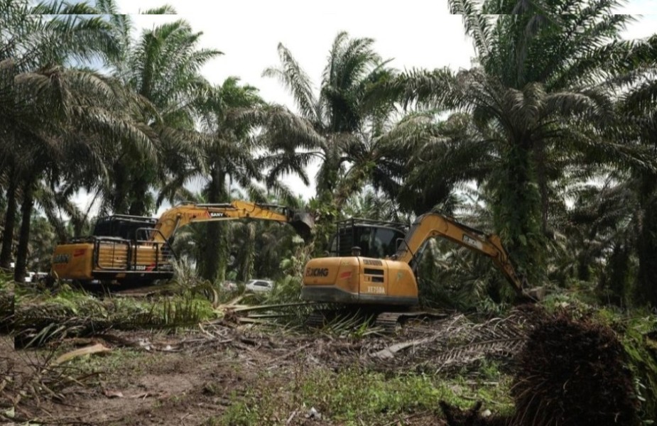 Negara Hadir Selamatkan Tesso Nilo, Sawit Ditumbangkan dan Hutan Dipulihkan