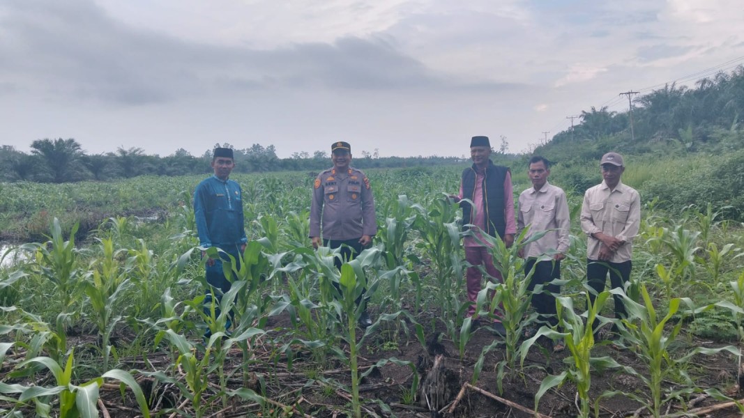 Polsek Tanah Merah Dukung Swasembada Pangan Melalui Budidaya Jagung