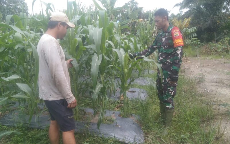 Koramil 03 Dampingi Petani Lokal Tingkatkan Hasil Panen