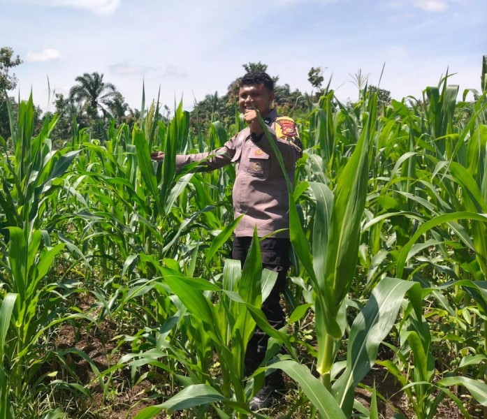 Polsek Bangkinang Barat Cek Rutin Pertumbuhan Jagung di Siabu, Dukung Ketahanan Pangan