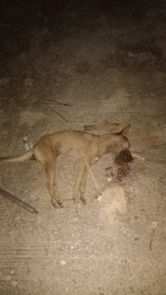 Tetap Waspada! 2 dari 3 Anjing Liar di Tenayan Masih Berkeliaran, 9 Korban Diawasi Ketat dan Telah Disuntik Rabies