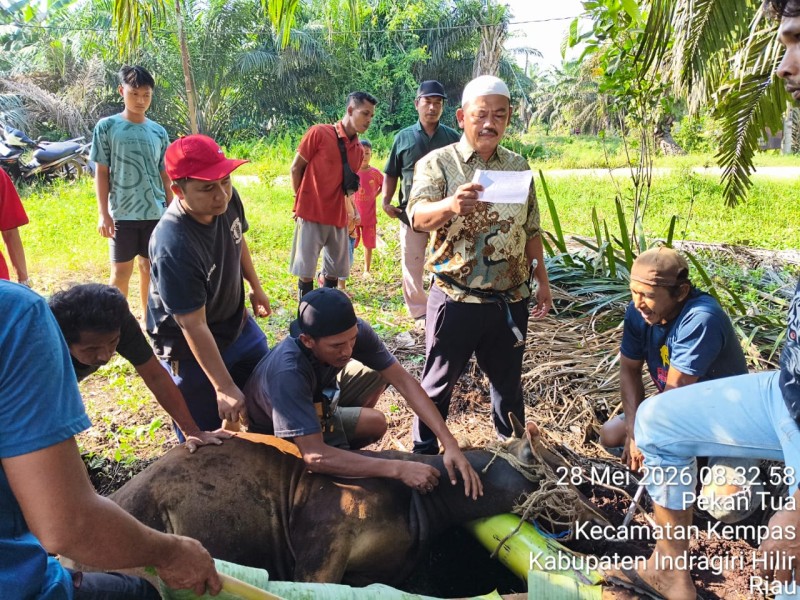 Semangat Berbagi di Idul Adha, PT. Agrinas Palma Nusantara Mitra KSO PT. Citra Mutiara Bumi Riau Gelar Penyembelihan Hewan Qurban