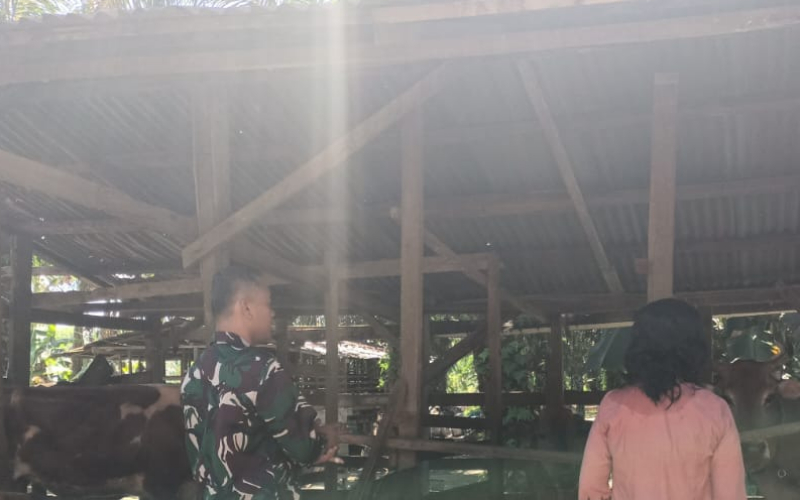 Anggota Koramil 03 Pantau Peternakan Sapi, Berikan Edukasi Soal Kesehatan