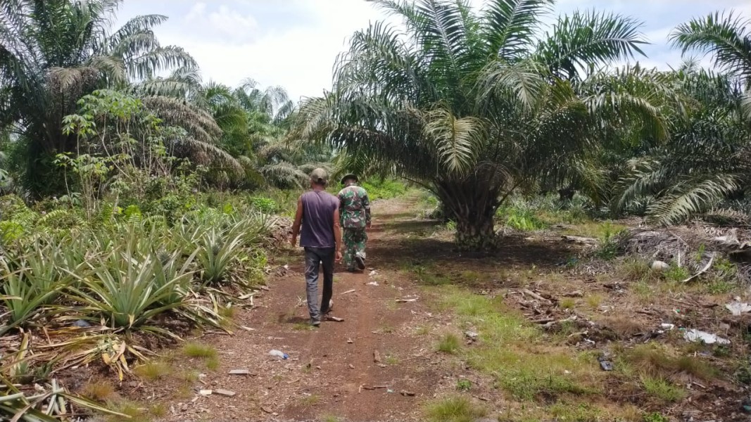 Babinsa Koramil 03/Sungai Sembilan Dampingi Petani Nanas, Warga Diimbau Cegah Karhutla
