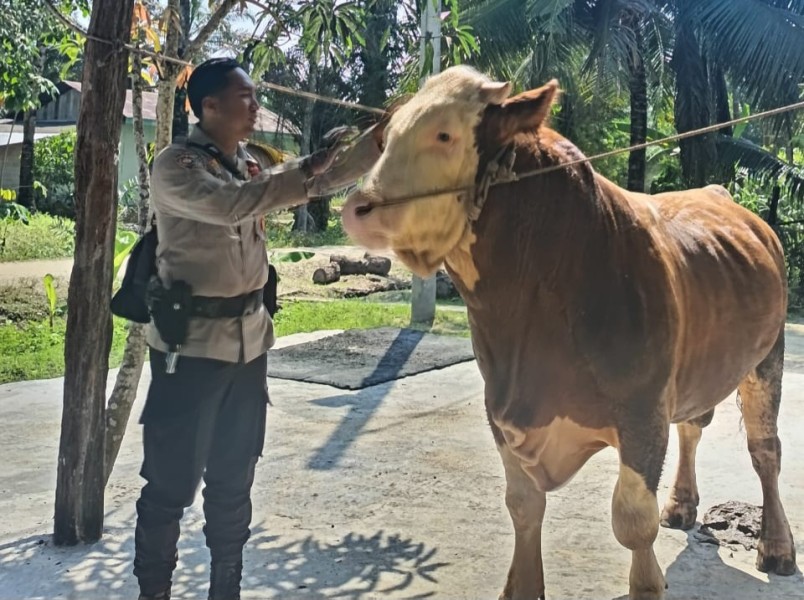 Sapi Milik Bhabinkamtibmas Terpilih Jadi Hewan Kurban Presiden Prabowo di Indragiri Hulu