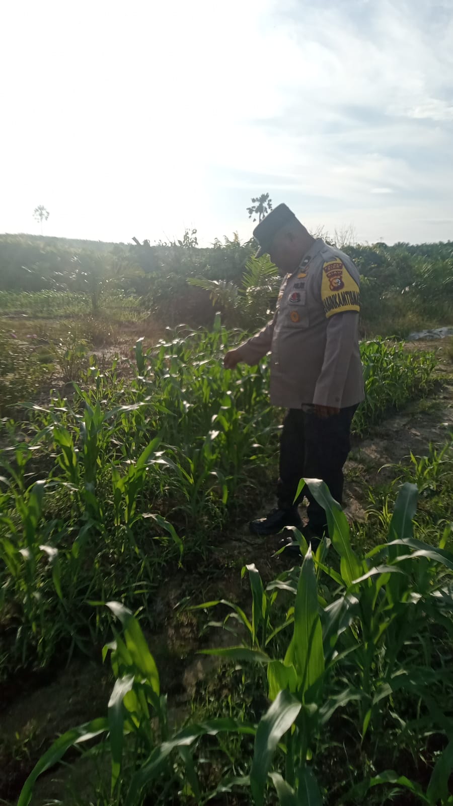 Polsek Minas Pantau Perkembangan Jagung Pipil di Kampung Mandiangin, Tanaman Tumbuh Subur di Lahan Tumpang Sari Seluas 1 Hektare