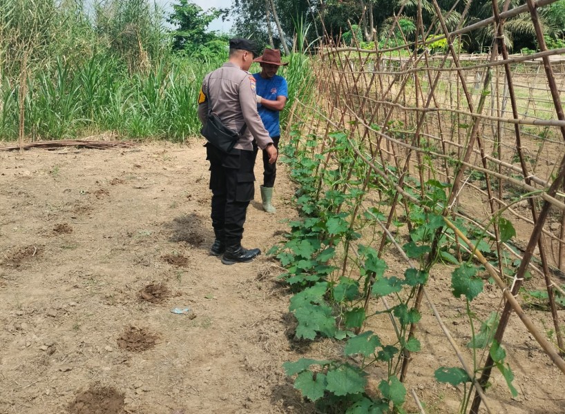 Bhabinkamtibmas Polsek Pasir Penyu Dorong Warga Budidaya Gambas, Perkuat Ketahanan Pangan dari Pekarangan Rumah