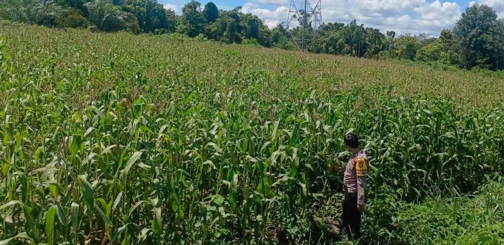 Polsek Bangkinang Barat Aktif Dampingi Petani Laksanakan Pemeliharaan Tanaman Jagung Pipil Salo Timur