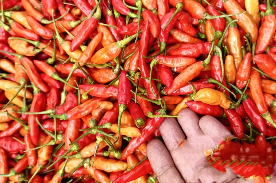 Harga Cabai Rawit Merah Tembus Rp100 Ribu Per Kilogram Di Kuansing