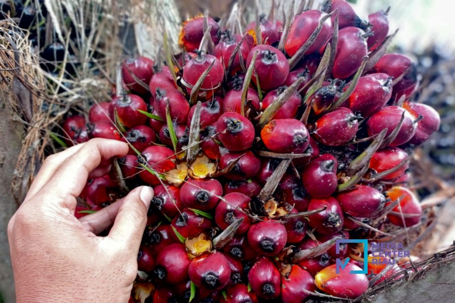 Harga TBS Kelapa Sawit Mitra Swadaya Riau Pekan Ini Dibayar Rp3.874,89 per Kg