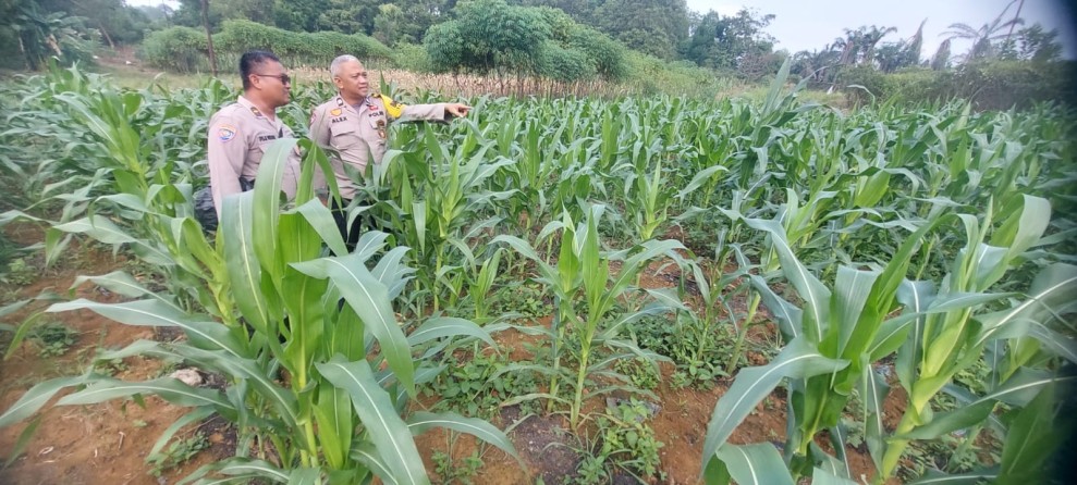 Jagung dan Cabe untuk Ketahanan Pangan, Polres Inhu Terus Monitoring