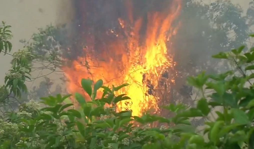 Riau Tetapkan Siaga Darurat Karhutla hingga November 2026, Antisipasi Kebakaran Sejak Dini