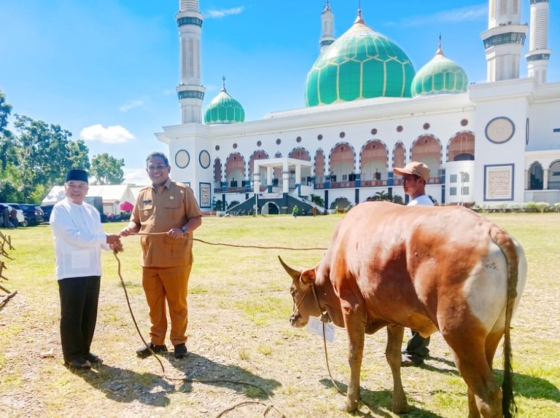 Idul Adha 1447 H, Pemkab Rohul Serahkan Hewan Qurban: 81 Sapi dan 2 Kambing Siap Disalurkan untuk Masyarakat