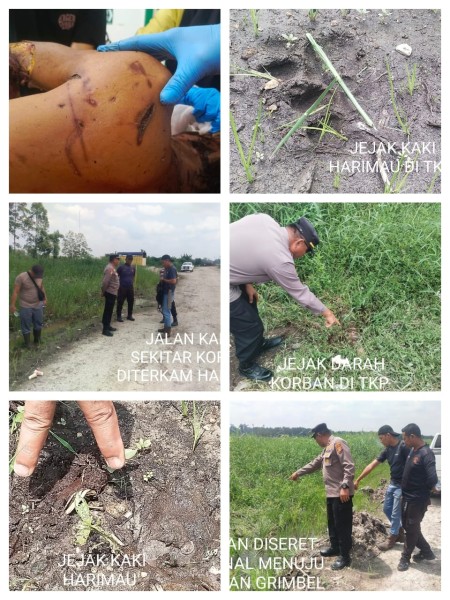 Tragis! Karyawan Kontraktor PT Aghi Putra Perdana Tewas Diduga Diterkam Harimau Sumatera di Pelalawan