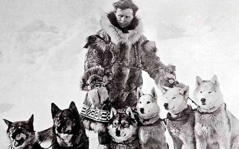 Togo Sang Pahlawan Tanpa Medali Penyelamat Alaska