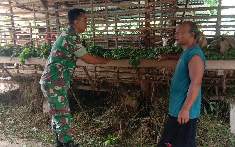 Pencegahan PMK, Babinsa Bagan Keladi Pantau Peternakan