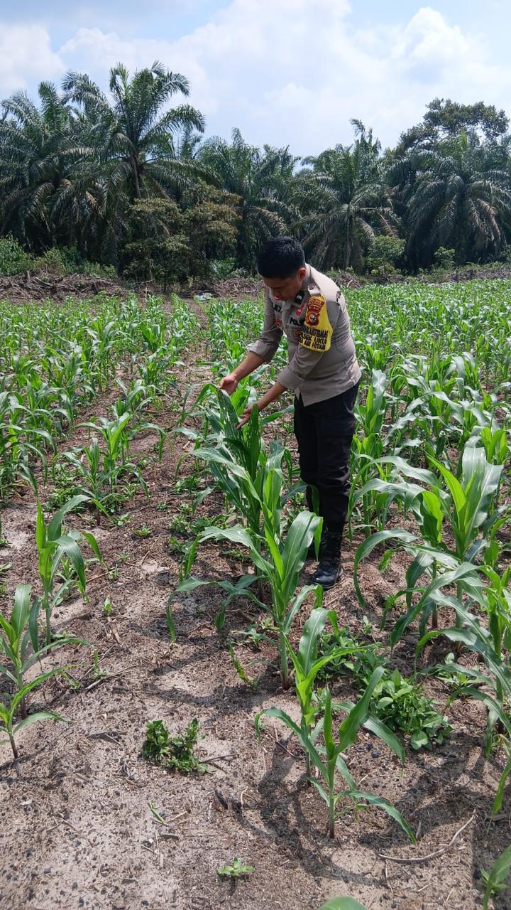 Polsek Ukui Monitoring Lahan Jagung Pipil 3 Hektar di Air Hitam Dukung Ketahanan Pangan Nasional