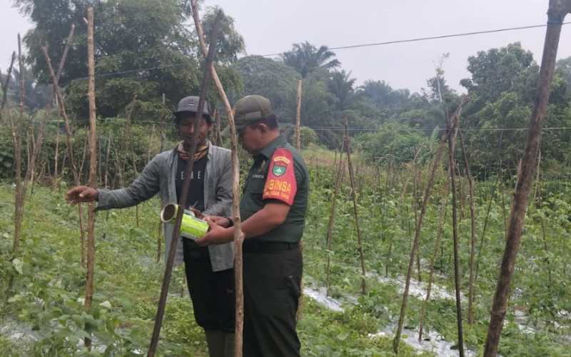 Dukung Ketahanan Pangan, Babinsa Kodim 0320/Dumai Turun ke Lahan Pertanian
