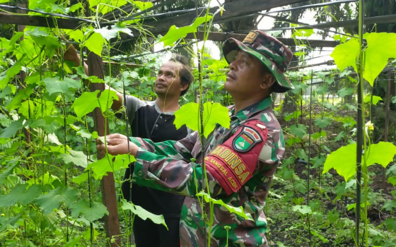Dukung Pertanian Warga, Babinsa Koramil 03 Lakukan Pendampingan Tanaman Gambas