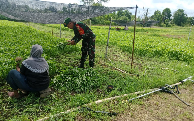 Sertu Samsuddin Siregar Beri Dukungan Terhadap Pertanian Masyarakat Setempat
