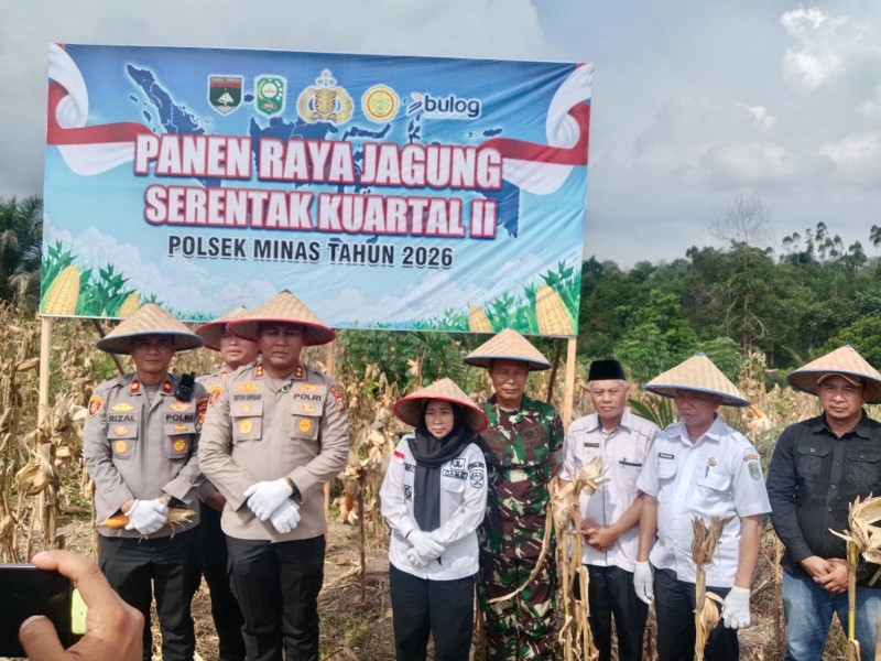 Danramil 03/Minas Hadiri Panen Raya Jagung Serentak, Tegaskan Komitmen TNI Dukung Ketahanan Pangan