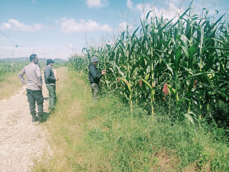 Aktifnya Polsek Bangkinang Barat Perawatan Tanaman Jagung Desa Batu Langkah Kecil Jaga Stabilitas Dukung Program Ketahanan Pangan