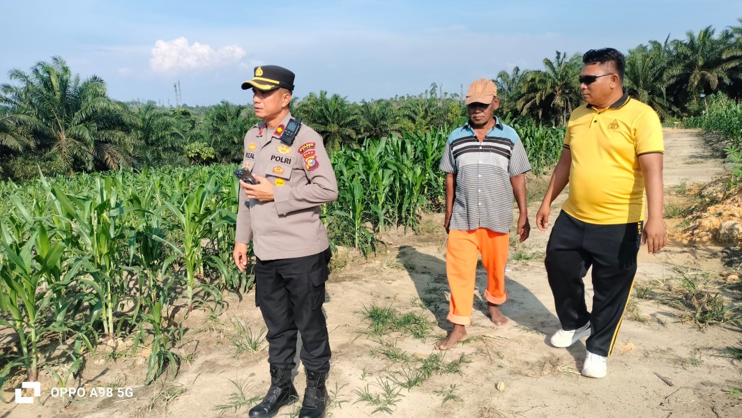 Tanaman Jagung Mulai Diserang Ulat Daun, Kapolsek Minas Pastikan Perawatan Terus Dilakukan