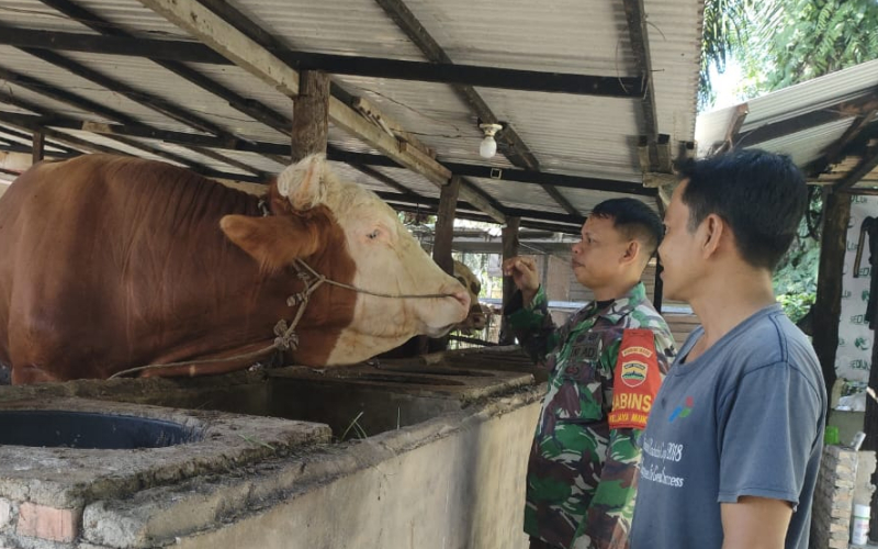 Babinsa Jaya Mukti Dampingi Peternak Sapi, Sosialisasikan Pencegahan PMK
